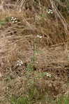 Hedge parsley